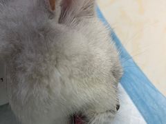 -纳吉亚猫专科动物医院博雅分院