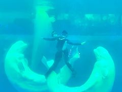 -秦皇岛乐岛海洋王国