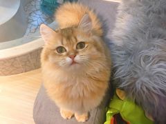 -momokira米努特·德文卷毛猫·棉花面纱犬