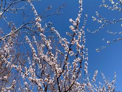 -桃花堤公园