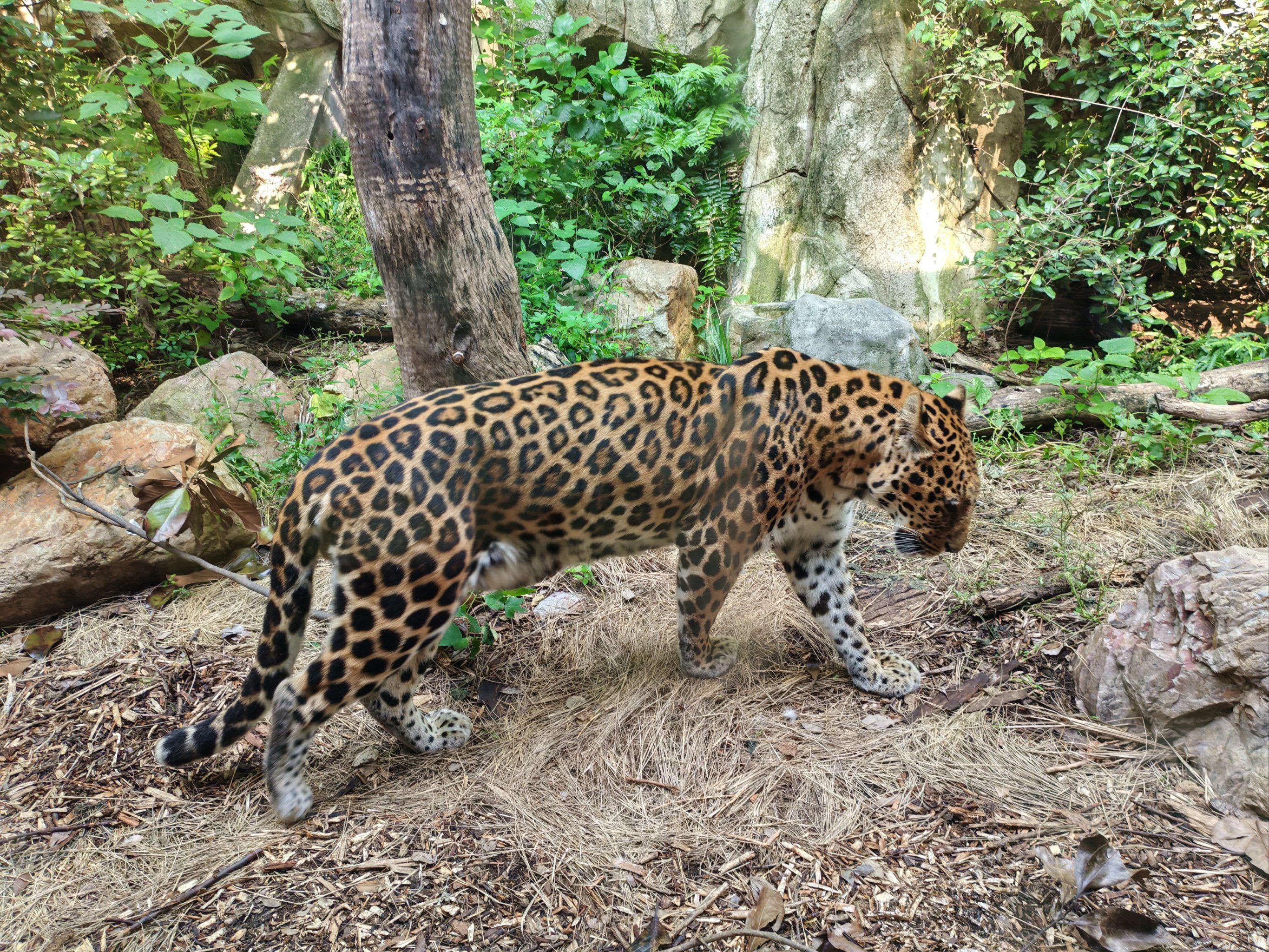 天天领红包 红山动物园帅气的豹子,毛发非常顺滑和亮,生活的很好