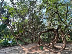 -中国科学院西双版纳热带植物园