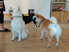 -南京Hallo宠物乐园·哈罗犬舍·柴犬繁育基地