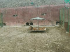 -新疆天山野生动物园