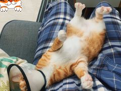 -瑞派动物医院·绝育·犬猫全科·预防医学(光景江南中店)