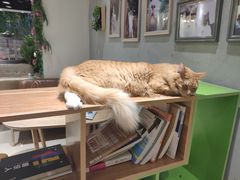 -藏猫猫咖啡主题馆(中央大道店)