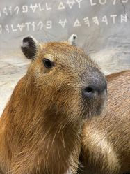 -Zoolung Zoolung动物主题公园(海信广场店)