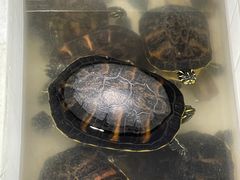 -华声天桥民俗文化园