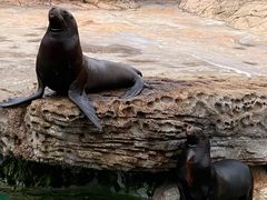 -珠海长隆海洋王国