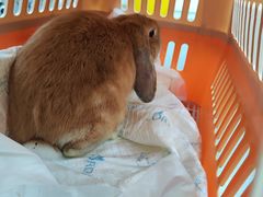 -爱侣宠医·鹦鹉专科·小型哺乳类·异宠专科(灵石路店)