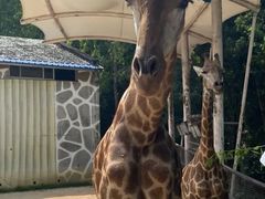 -泉州海丝野生动物世界