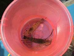 -小象钓虾·营地烧烤(洛溪店)