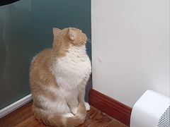 -可蒙动物医院·猫科·骨科中心(首义路店)