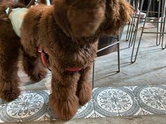 -more than meow吴止猫主题餐厅(承德 中船汇店)