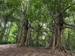 -中国科学院西双版纳热带植物园