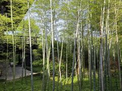 -大唐贡茶院