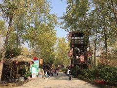 -合肥滨湖国家森林公园