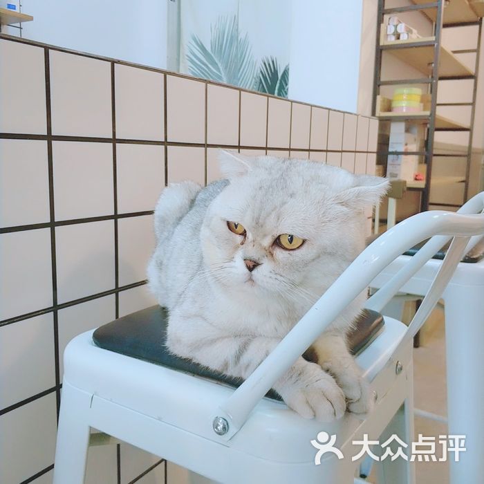 喵先森猫咪主题咖啡馆