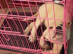 -汪喵宠物医院·骨科心脏影像·犬猫急重症ICU诊疗中心(成华分院)