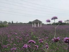 -紫颐香薰山谷景区