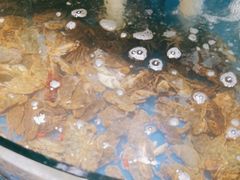 -四海蒸鲜蒸汽海鲜自助(北戴河店)