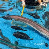 这是谁家的海鲜池，简直是杠杠的 [笑哭]