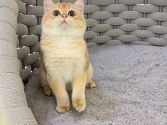-lincat·猫舍(广州店)