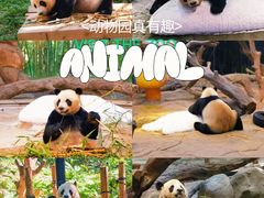 -广州长隆野生动物世界