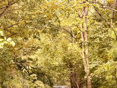 -东天目山风景区