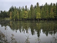 -白鹭湾湿地公园