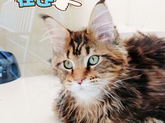 -十年猫舍·猫咪专门店(普陀店)