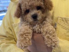 -萌宠之家·腊肠犬·马尔泰·小体犬舍