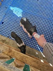 -萌宠亲子动物乐园(槐房万达店)