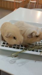 -Moni星球萌宠·小马宝莉·灵蛇·高端高阶全萌宠互动体验俱乐部(红豆国际广场店)
