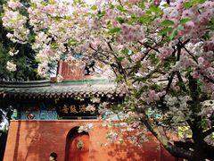 -洛阳白马寺
