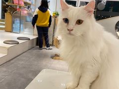 -飞行喵MR PILOT|猫舍·猫咖(静安大融城店)