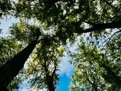 -上海共青森林公园