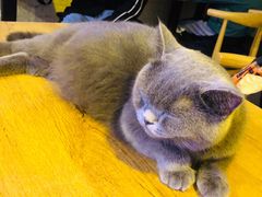-平行世界·猫咖(首经贸店)