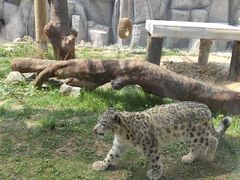 -青藏高原野生动物园