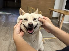 -柴迷FANS CLUB·柴犬狗咖·猫咖