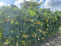 -南汇新场正宗水蜜桃采摘