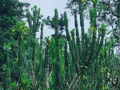 -中国科学院西双版纳热带植物园