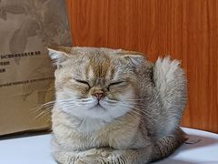 -楼上猫咖(罗湖店)