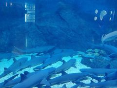 -烟台海昌鲸鲨海洋公园