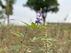 -上海滨江森林公园