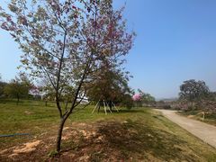 -天适樱花悠乐园