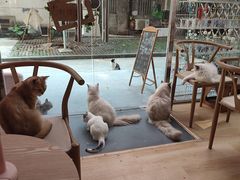 -猫咪派对(江南西店)