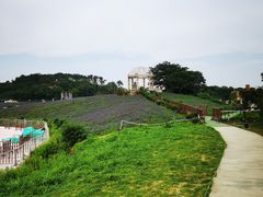 -大塘金香草谷