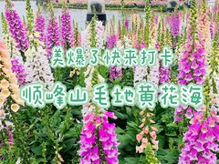 -顺峰山公园