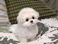 -萌宠之家·腊肠犬·马尔泰·小体犬舍